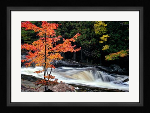 Framed Autumn, Lower Rosseau Falls Print