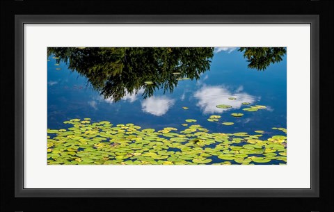 Framed Water Lilies and Reflection Print