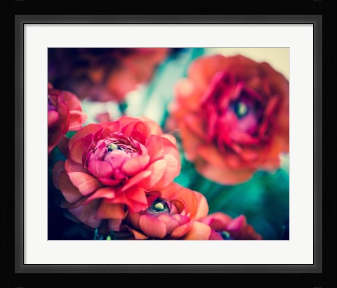 Framed Ranunculi Print