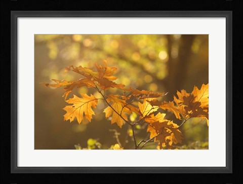 Framed Autumn Light Print