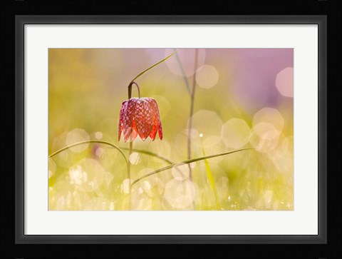 Framed Fairy World I Print