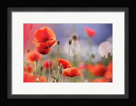 Framed Poppy Delight Print
