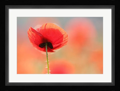 Framed Poppy Dream Print