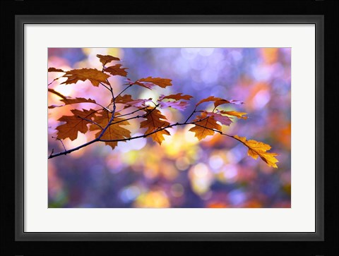 Framed United Colors of Autumn Print