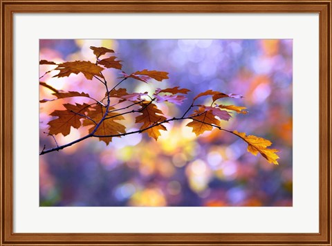 Framed United Colors of Autumn Print