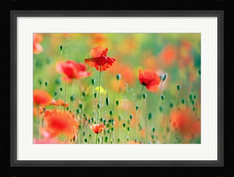 Framed United Colors of Summer Print