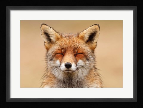 Framed Zen Fox Red Portrait Print