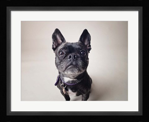 Framed Bailey Print