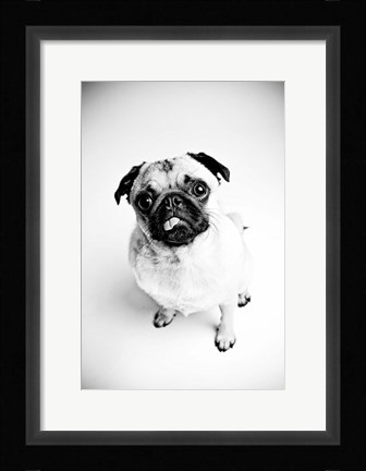 Framed Piggie 7 Print