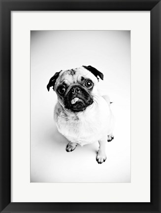 Framed Piggie 7 Print