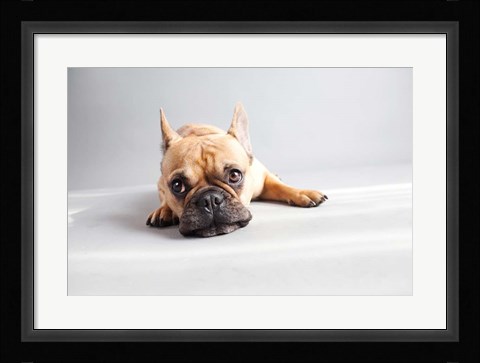 Framed Sad Frenchie Print