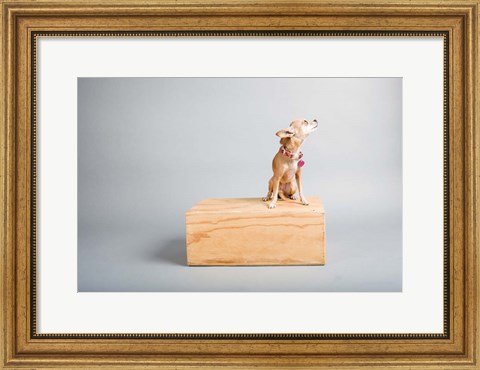 Framed Small Dog, Big World Print
