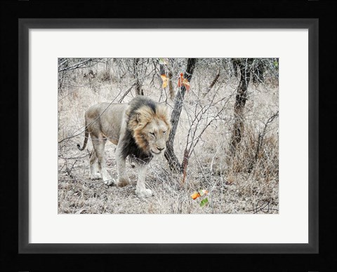 Framed Lion Print
