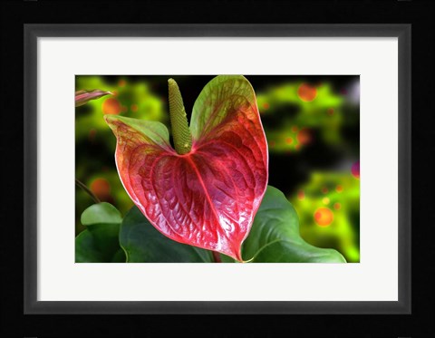 Framed Antherium Print