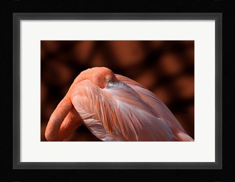 Framed Flamingo Print