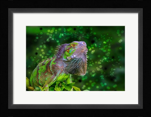 Framed Green Iguana Print