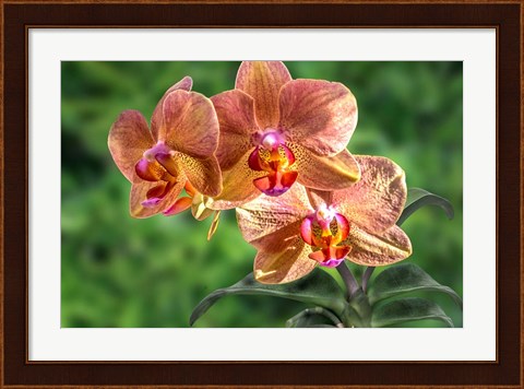 Framed Orange Orchid Print