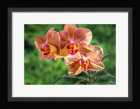 Framed Orange Orchid Print