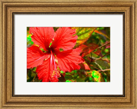 Framed Red Hibiscus Print