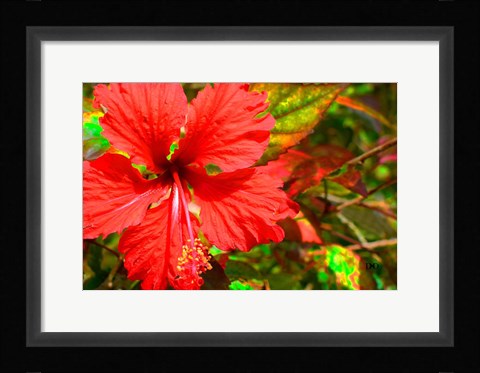 Framed Red Hibiscus Print