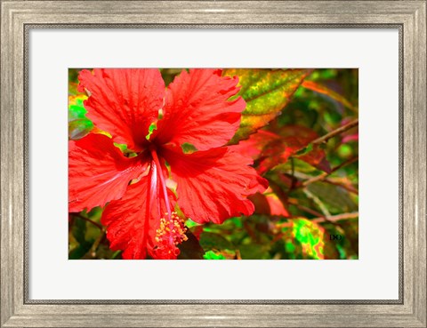 Framed Red Hibiscus Print