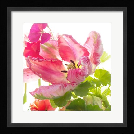 Framed Parrot Tulip One Print