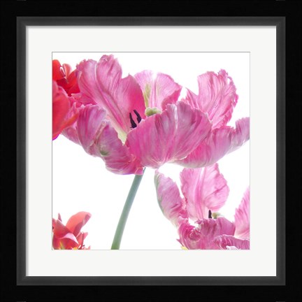 Framed Parrot Tulips Print