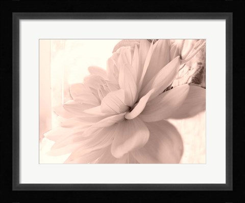 Framed Pink Dahlia 1 Print
