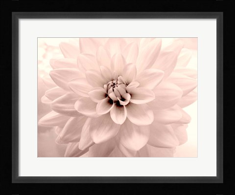 Framed Pink Dahlia 2 Print