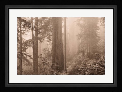 Framed Enchanted Forest II Print
