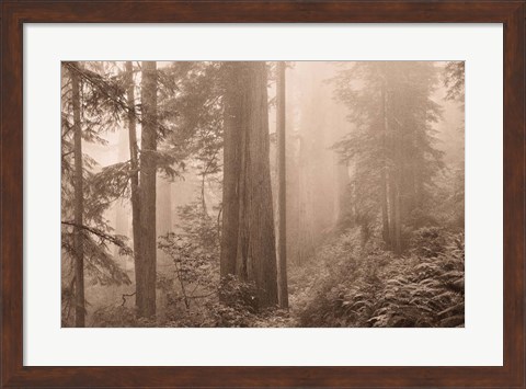 Framed Enchanted Forest II Print