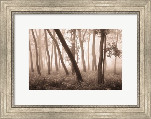 Framed Reticent Woods Print