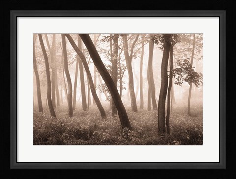 Framed Reticent Woods Print