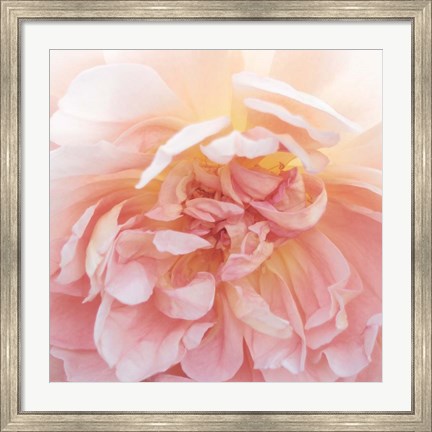 Framed Heavenly Rose Print