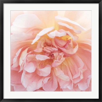 Framed Heavenly Rose Print