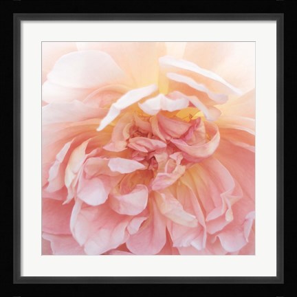 Framed Heavenly Rose Print