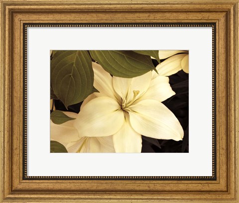 Framed Lily and Leaves Print