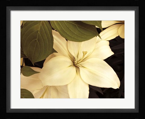 Framed Lily and Leaves Print
