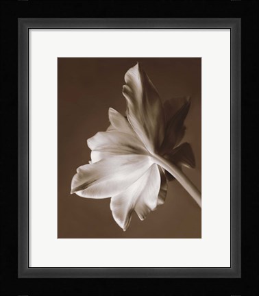 Framed Moonglow Tulip Print