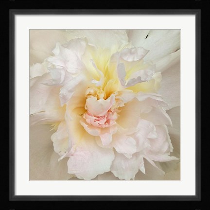 Framed Paeonia Print
