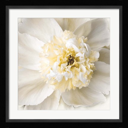 Framed Peony Praise Print