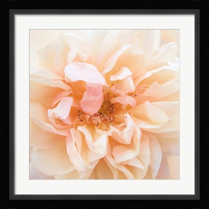 Framed Promise Rose Print