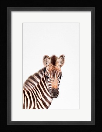 Framed Baby Zebra Print