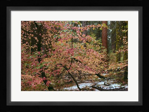 Framed Dogwoods &amp; Sequoia Print