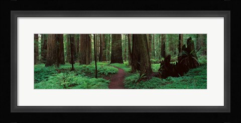 Framed Redwoods Path Print