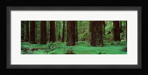 Framed Redwoods, Rolph Grove Print