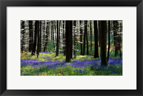 Framed Blue Silver Print