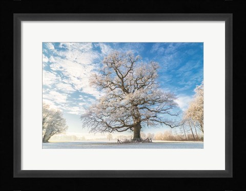 Framed Cold Oak Print