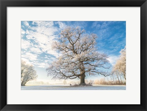 Framed Cold Oak Print