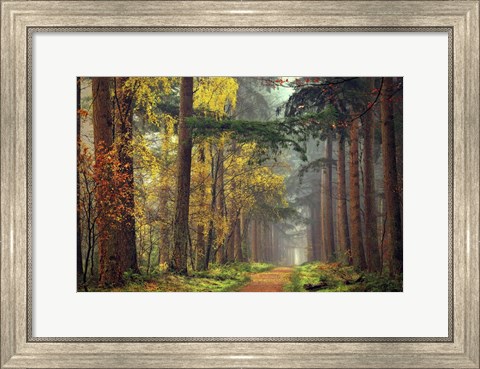 Framed Colors of the Forest Print